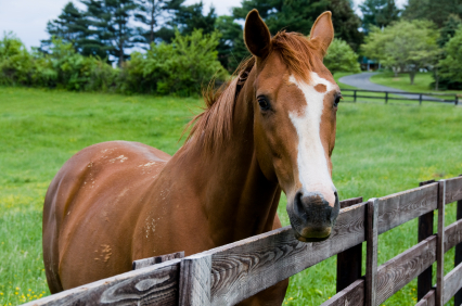 horse at fence